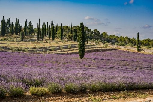 Lavender Fields